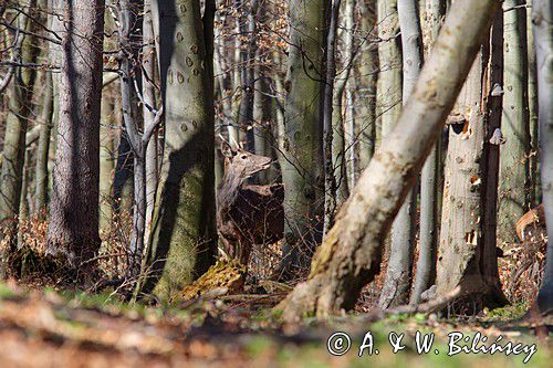 jeleń szlachetny, europejski, Cervus elaphus elaphus jeleń karpacki, bieszczadzki