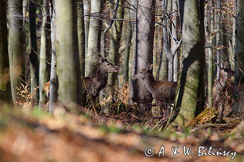 jeleń szlachetny, europejski, Cervus elaphus elaphus jeleń karpacki, bieszczadzki