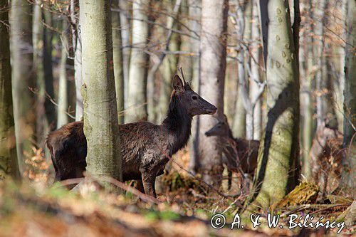 jeleń szlachetny, europejski, Cervus elaphus elaphus jeleń karpacki, bieszczadzki