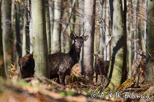 jeleń szlachetny, europejski, Cervus elaphus elaphus jeleń karpacki, bieszczadzki
