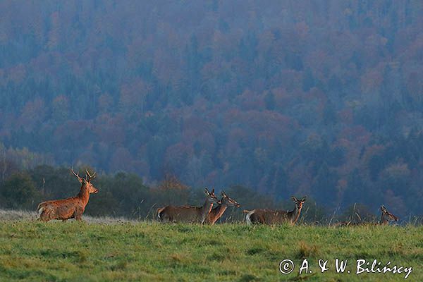 jeleń szlachetny, europejski, Cervus elaphus elaphus jeleń karpacki, rykowisko, Bieszczady, byk i łanie