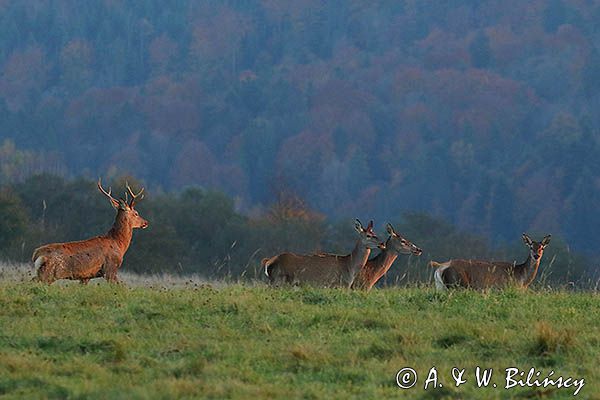 jeleń szlachetny, europejski, Cervus elaphus elaphus jeleń karpacki, rykowisko, Bieszczady, byk i łanie