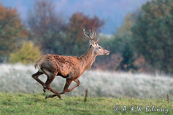 jeleń szlachetny, europejski, Cervus elaphus elaphus jeleń karpacki, rykowisko, Bieszczady, byk