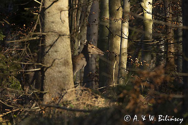  jeleń szlachetny, europejski, Cervus elaphus elaphus
jeleń karpacki, łania