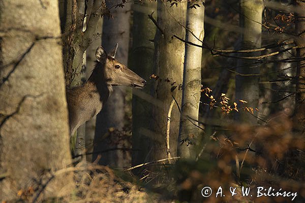  jeleń szlachetny, europejski, Cervus elaphus elaphus
jeleń karpacki, łania