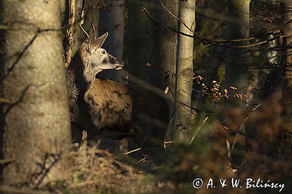  jeleń szlachetny, europejski, Cervus elaphus elaphus
jeleń karpacki, samiec