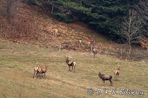 jeleń szlachetny, europejski, Cervus elaphus elaphus jeleń karpacki,Bieszczady
