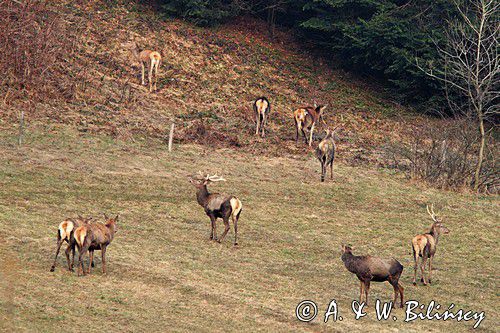 jeleń szlachetny, europejski, Cervus elaphus elaphus jeleń karpacki,Bieszczady