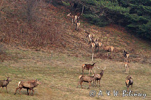 jeleń szlachetny, europejski, Cervus elaphus elaphus jeleń karpacki,Bieszczady