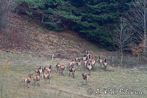 jeleń szlachetny, europejski, Cervus elaphus elaphus jeleń karpacki,Bieszczady