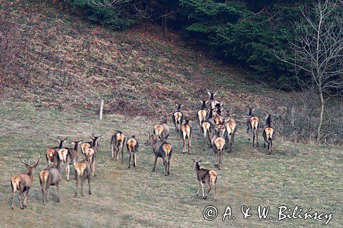 jeleń szlachetny, europejski, Cervus elaphus elaphus jeleń karpacki,Bieszczady