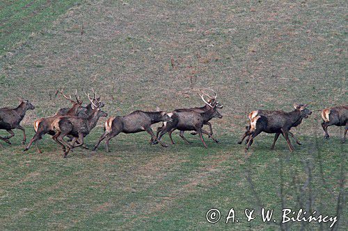 jeleń szlachetny, europejski, Cervus elaphus elaphus jeleń karpacki,Bieszczady