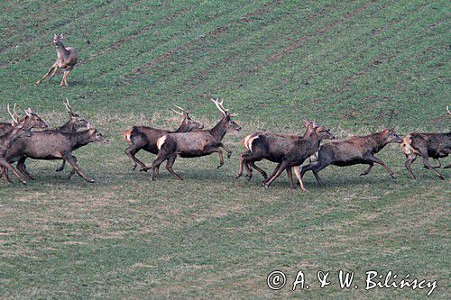 jeleń szlachetny, europejski, Cervus elaphus elaphus jeleń karpacki,Bieszczady