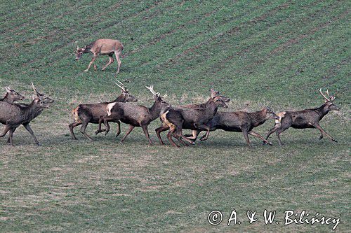 jeleń szlachetny, europejski, Cervus elaphus elaphus jeleń karpacki,Bieszczady