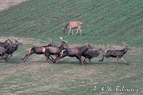 jeleń szlachetny, europejski, Cervus elaphus elaphus jeleń karpacki,Bieszczady