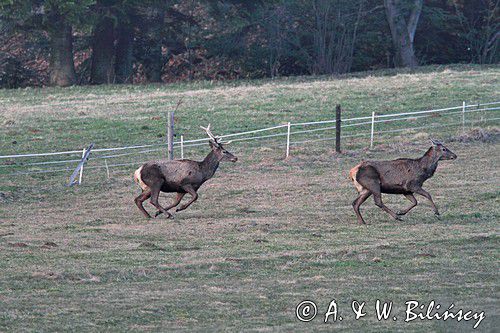 jeleń szlachetny, europejski, Cervus elaphus elaphus jeleń karpacki,Bieszczady