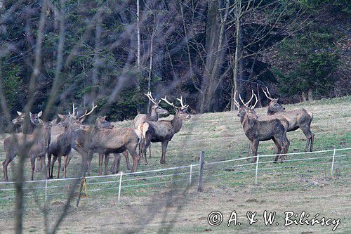 jeleń szlachetny, europejski, Cervus elaphus elaphus jeleń karpacki,Bieszczady