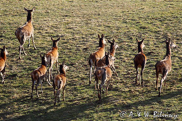  łanie, jelenie szlachetne, europejskiei, Cervus elaphus elaphus
jeleń karpacki