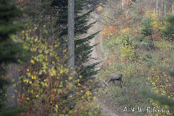 jeleń szlachetny, europejski, Cervus elaphus elaphus
jeleń karpacki, Bieszczady