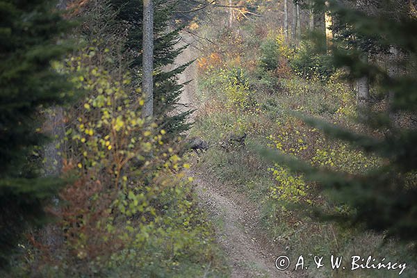 jeleń szlachetny, europejski, Cervus elaphus elaphus
jeleń karpacki, Bieszczady