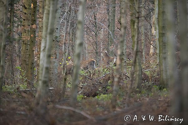 jeleń szlachetny, europejski, Cervus elaphus elaphus
jeleń karpacki, Bieszczady