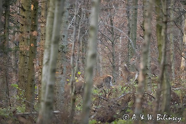 jeleń szlachetny, europejski, Cervus elaphus elaphus
jeleń karpacki, Bieszczady