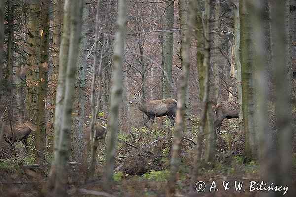 jeleń szlachetny, europejski, Cervus elaphus elaphus
jeleń karpacki, Bieszczady