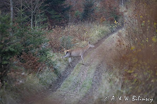  jeleń szlachetny, europejski, Cervus elaphus elaphus
jeleń karpacki, Bieszczady