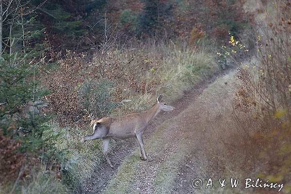  jeleń szlachetny, europejski, Cervus elaphus elaphus
jeleń karpacki, Bieszczady
