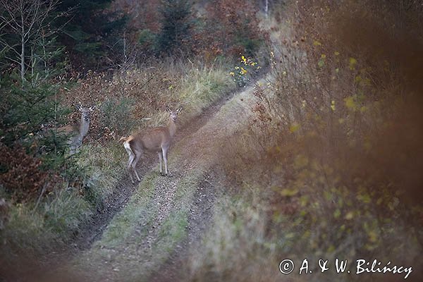  jeleń szlachetny, europejski, Cervus elaphus elaphus
jeleń karpacki, Bieszczady