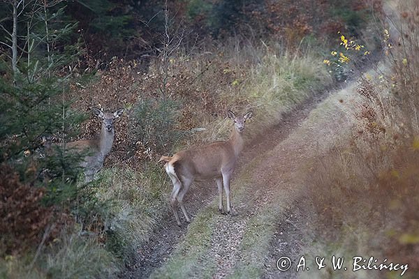  jeleń szlachetny, europejski, Cervus elaphus elaphus
jeleń karpacki, Bieszczady