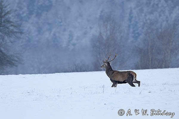 jeleń szlachetny, europejski, Cervus elaphus elaphus
jeleń karpacki, byk na łące