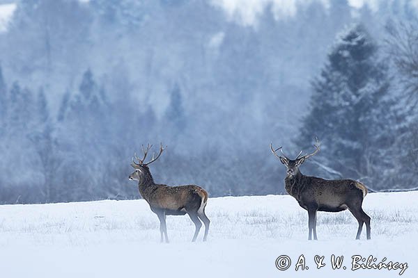 jeleń szlachetny, europejski, Cervus elaphus elaphus
jeleń karpacki, byki na łące