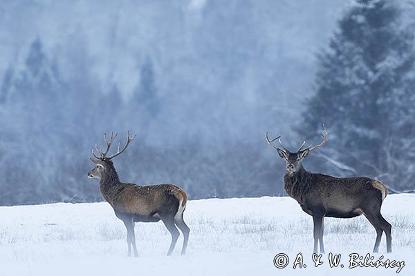 jeleń szlachetny, europejski, Cervus elaphus elaphus
jeleń karpacki, byki na łące