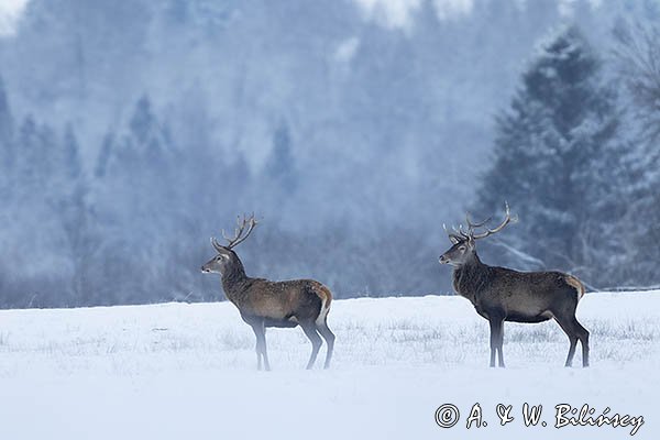  jeleń szlachetny, europejski, Cervus elaphus elaphus
jeleń karpacki, byki na łące