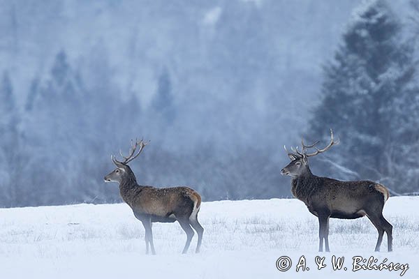 jeleń szlachetny, europejski, Cervus elaphus elaphus
jeleń karpacki, byki na łące