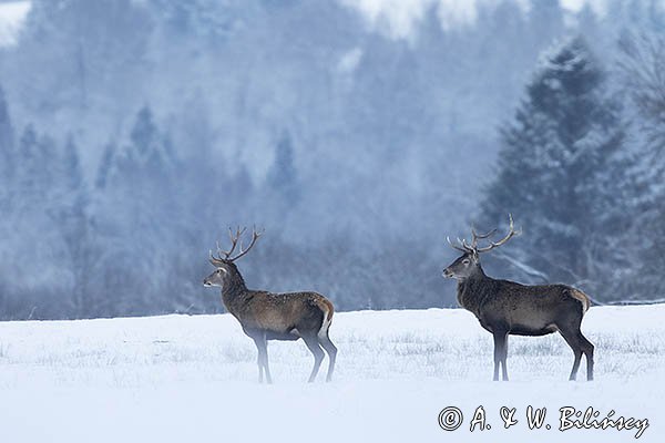 jeleń szlachetny, europejski, Cervus elaphus elaphus
jeleń karpacki, byki na łące