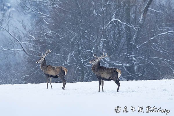 jeleń szlachetny, europejski, Cervus elaphus elaphus
jeleń karpacki, byki na łące