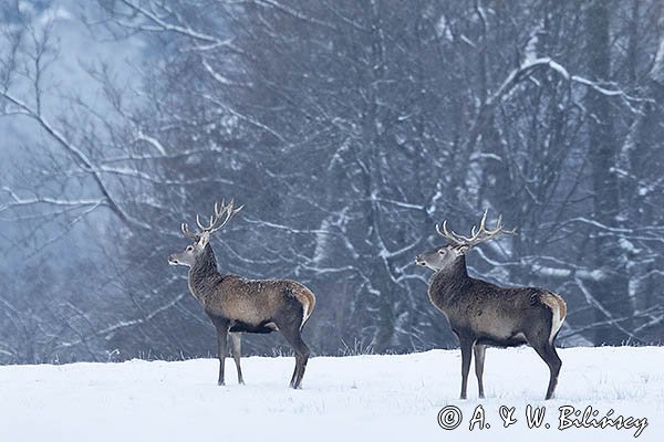 jeleń szlachetny, europejski, Cervus elaphus elaphus
jeleń karpacki, byki na łące