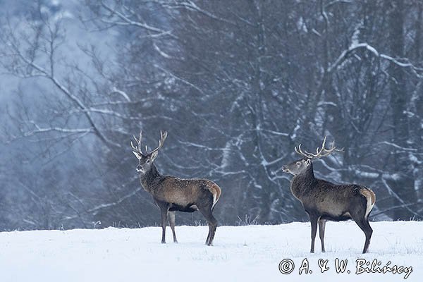  jeleń szlachetny, europejski, Cervus elaphus elaphus
jeleń karpacki, byki na łące
