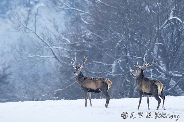 jeleń szlachetny, europejski, Cervus elaphus elaphus
jeleń karpacki, byki na łące