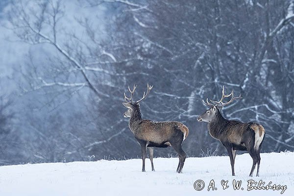  jeleń szlachetny, europejski, Cervus elaphus elaphus
jeleń karpacki, byki na łące