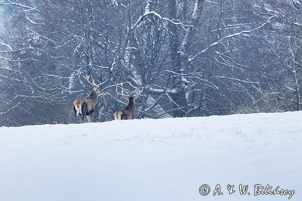 jeleń szlachetny, europejski, Cervus elaphus elaphus
jeleń karpacki, byki na łące