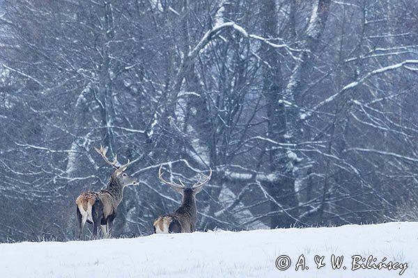  jeleń szlachetny, europejski, Cervus elaphus elaphus
jeleń karpacki, byki na łące