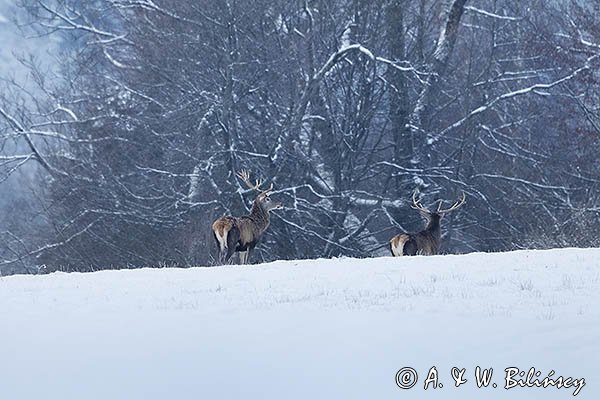 jeleń szlachetny, europejski, Cervus elaphus elaphus
jeleń karpacki, byki na łące