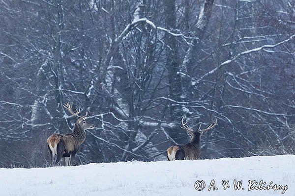 jeleń szlachetny, europejski, Cervus elaphus elaphus
jeleń karpacki, byki na łące