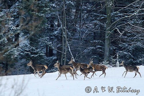 łanie, jeleń szlachetny, europejski, Cervus elaphus elaphus jeleń karpacki