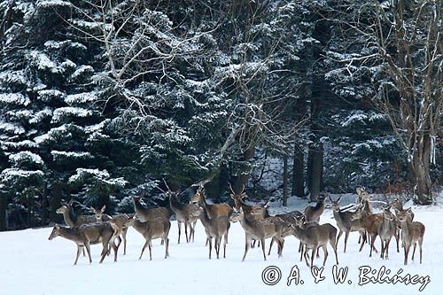 łanie, jeleń szlachetny, europejski, Cervus elaphus elaphus jeleń karpacki