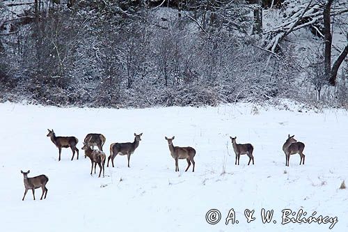 łanie, jeleń szlachetny, europejski, Cervus elaphus elaphus jeleń karpacki