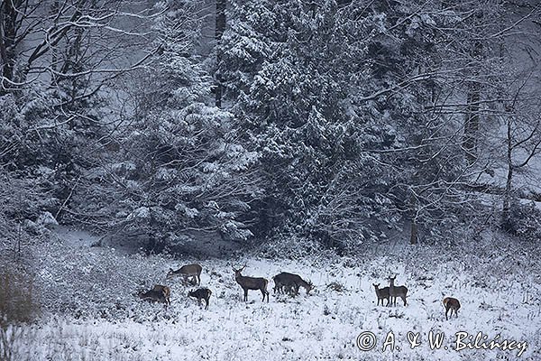  jeleń szlachetny, europejski, Cervus elaphus elaphus
jeleń karpacki, Bieszczady